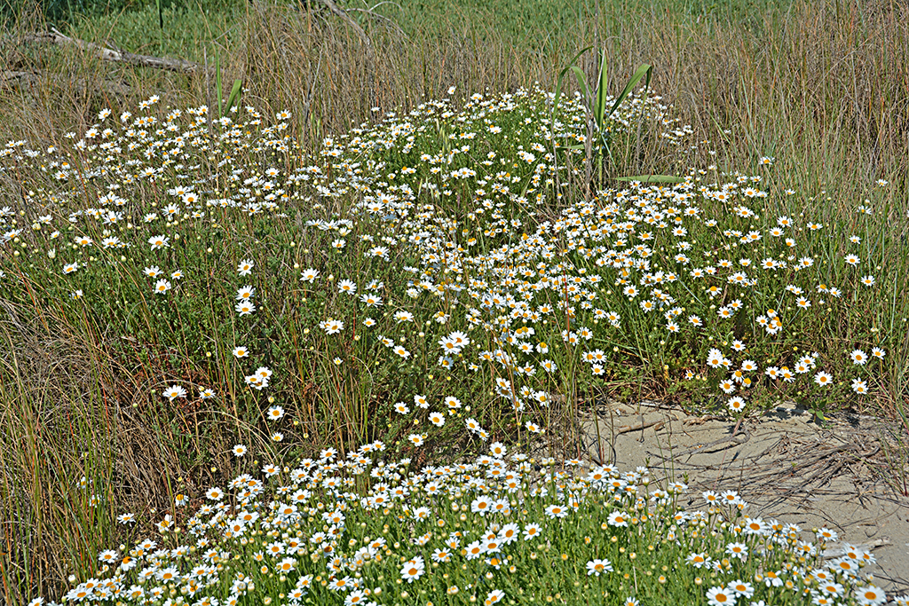 9 DSC_7638  cccc    jpg.jpg